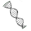 Simplified illustration of a DNA double helix